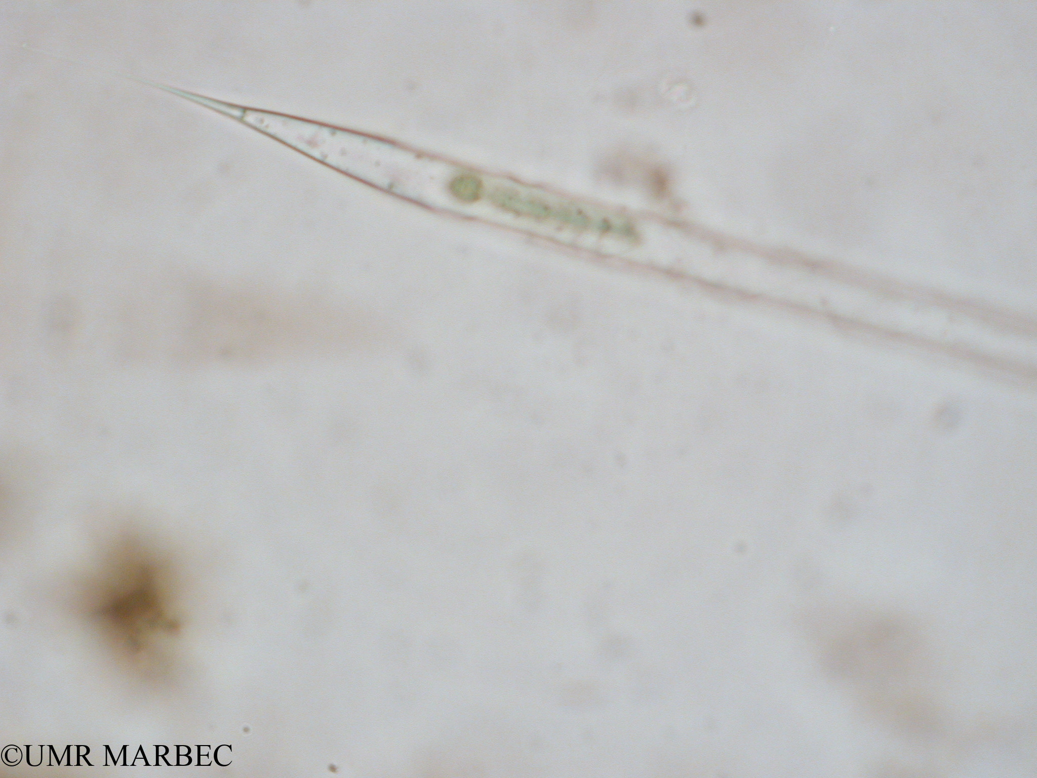 phyto/Tulear Lagoon/all/ICAR2 Avril 2008/Rhizosolenia hebetata (Rhizosolenia sp3 x1.5x40 c)(copy).jpg